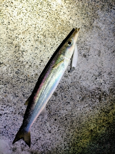 カマスの釣果