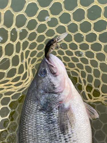 ラージマウスバスの釣果