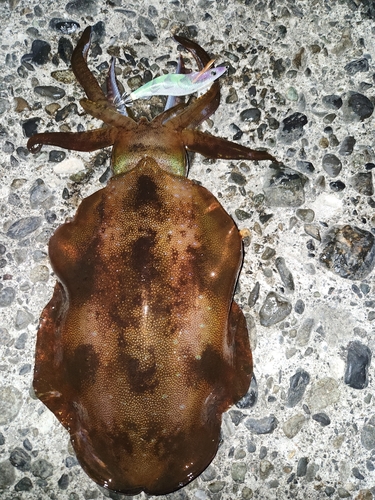 アオリイカの釣果