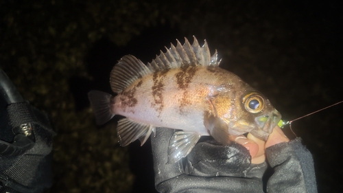 シロメバルの釣果