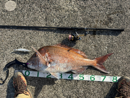 マダイの釣果