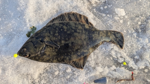 クロガシラガレイの釣果