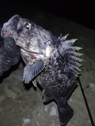 クロソイの釣果