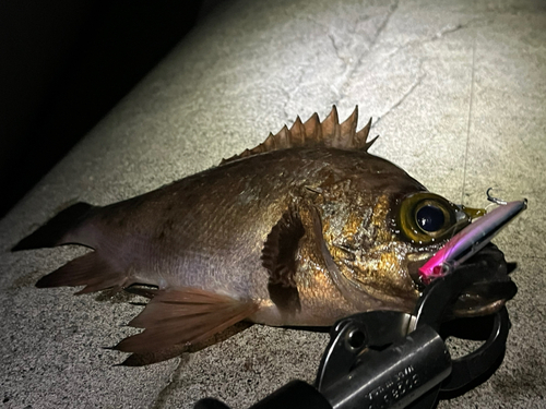 メバルの釣果