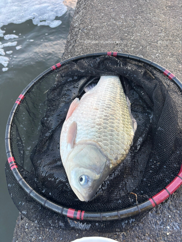 ヘラブナの釣果