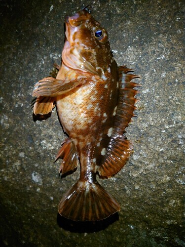 カサゴの釣果