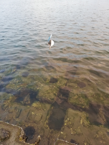 クサフグの釣果