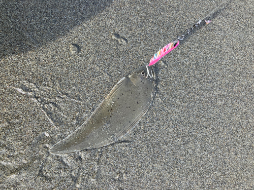 シタビラメの釣果