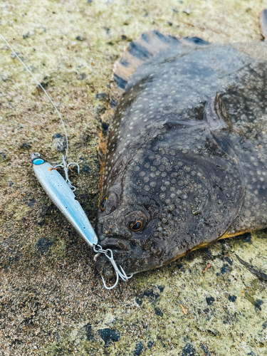 カレイの釣果