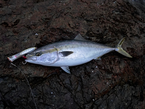 ヤズの釣果