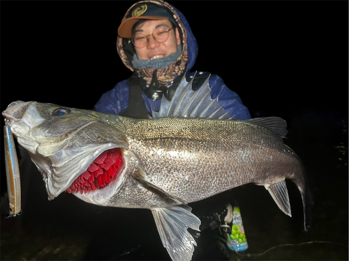 ムラソイの釣果