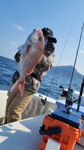 マダイの釣果