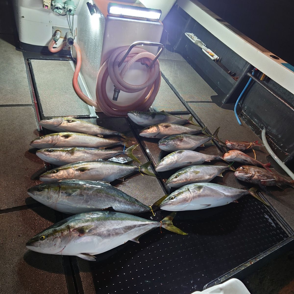 九三丸さんの釣果 3枚目の画像