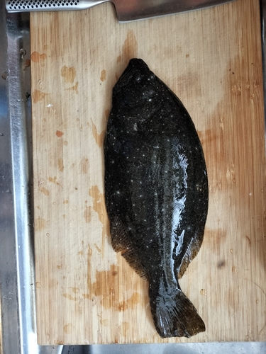 ソゲの釣果