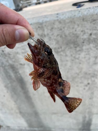 アラカブの釣果