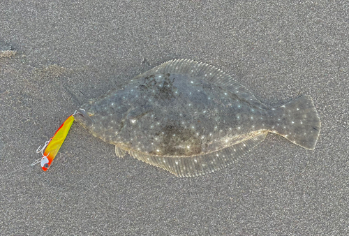 ソゲの釣果