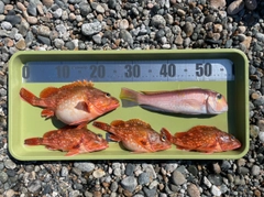 アマダイの釣果