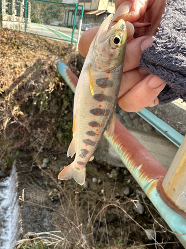 アマゴの釣果