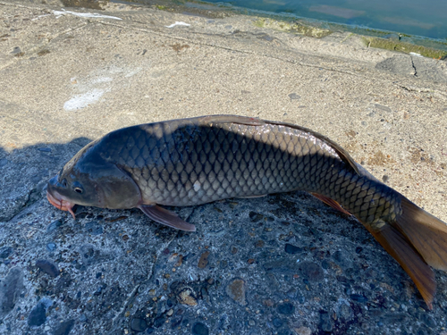 コイの釣果