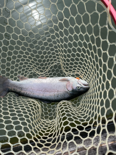 ニジマスの釣果