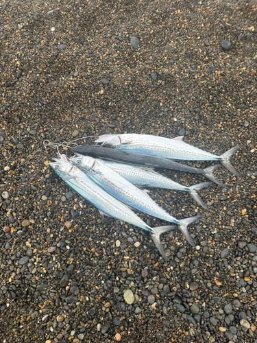 サゴシの釣果