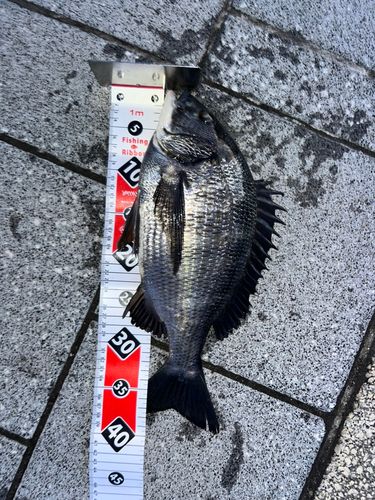 クロダイの釣果
