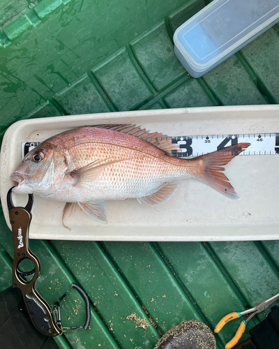 マダイの釣果