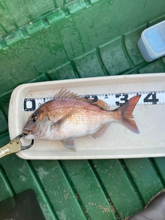 マダイの釣果