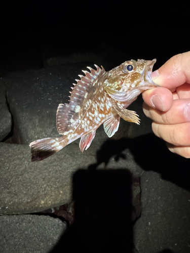 カサゴの釣果