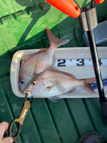 マダイの釣果