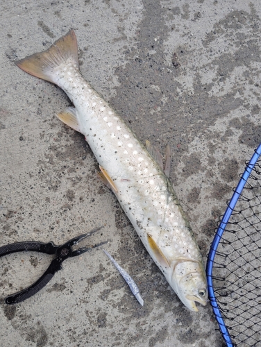 アメマスの釣果