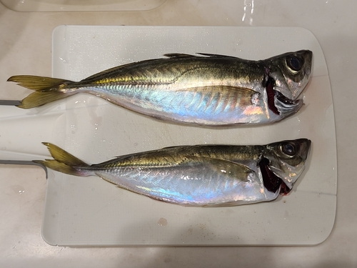 アジの釣果