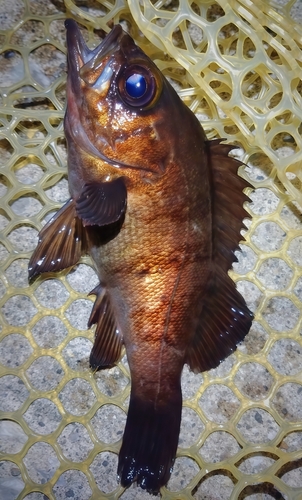 シロメバルの釣果