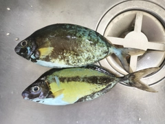 ハナアイゴの釣果