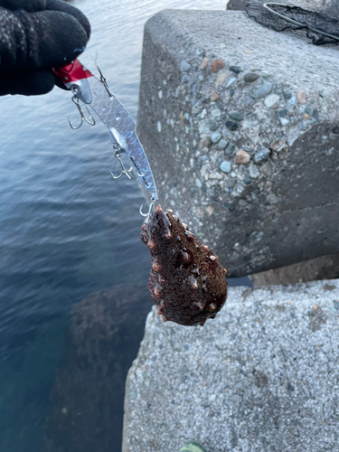 ナマコの釣果