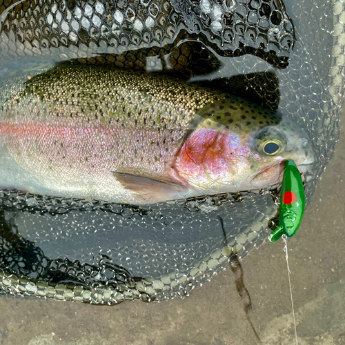 ニジマスの釣果