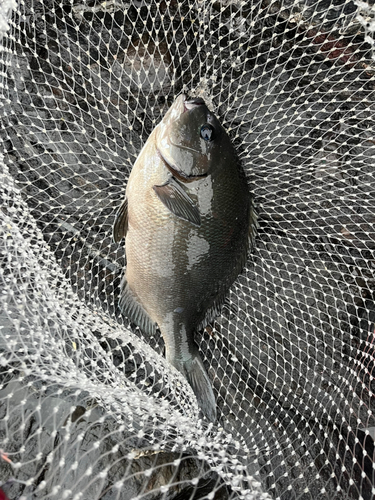 オナガグレの釣果