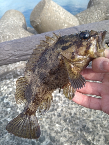 ソイの釣果