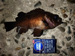 メバルの釣果