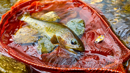 ヤマトイワナの釣果