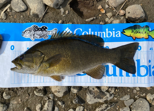 スモールマウスバスの釣果