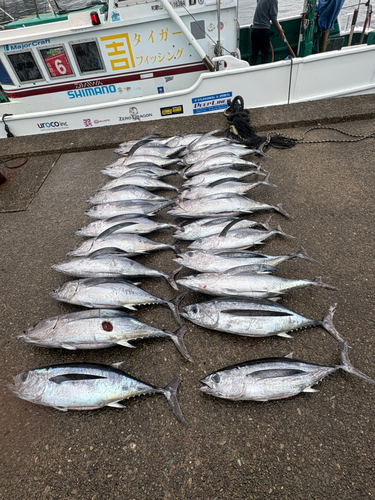 ビンチョウマグロの釣果