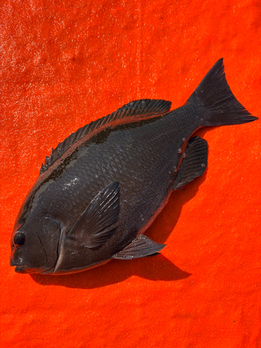 クチブトグレの釣果