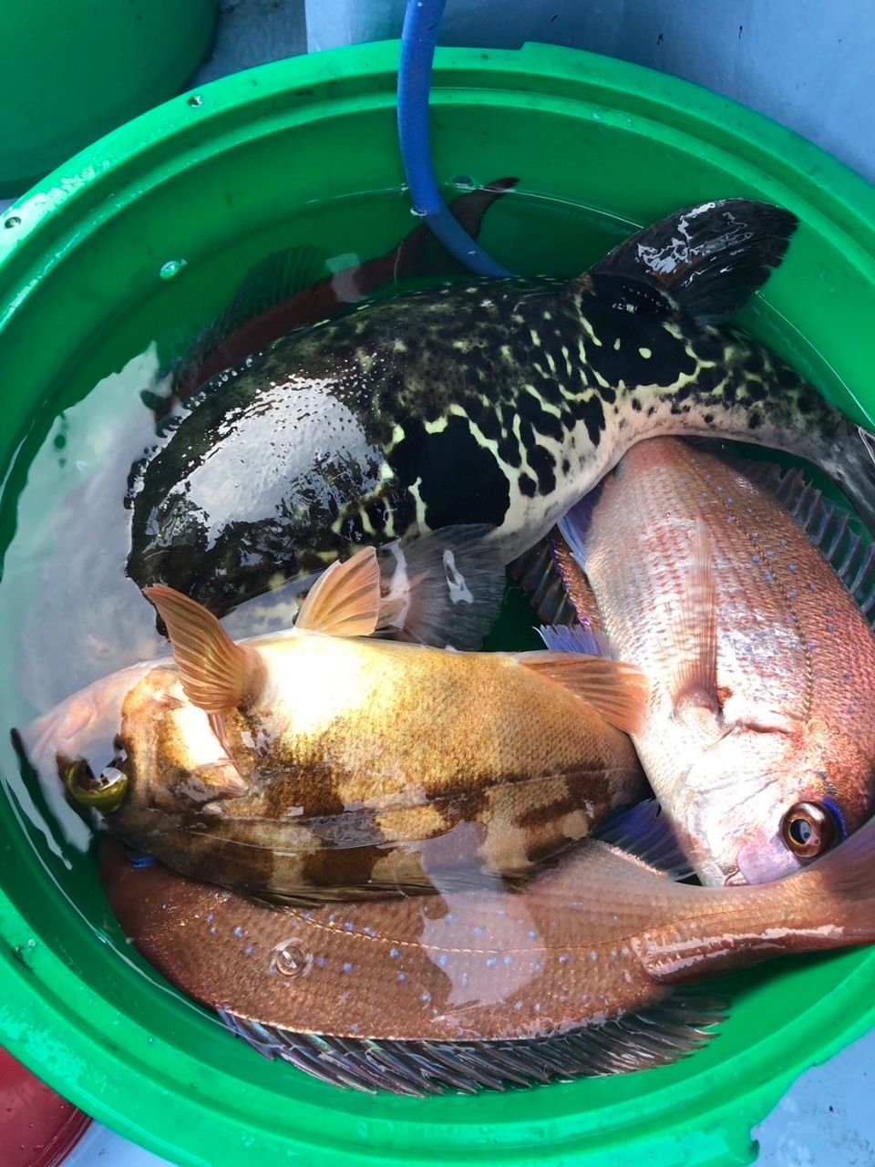 幸栄丸 釣果さんの釣果 3枚目の画像