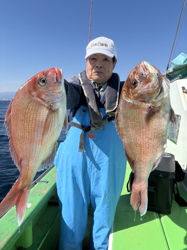 マダイの釣果