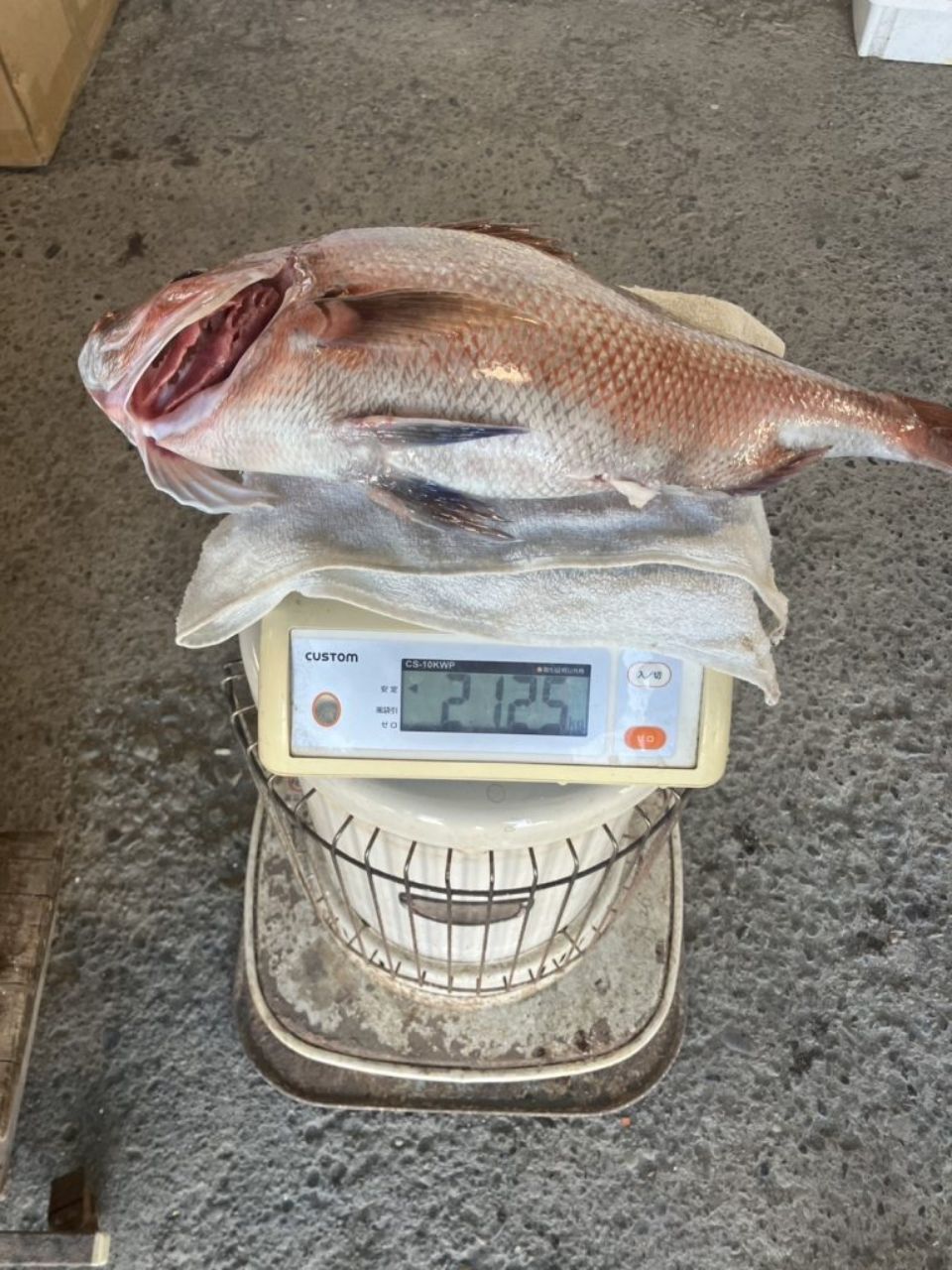 ちがさき丸 釣果さんの釣果 3枚目の画像