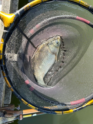 ヘラブナの釣果