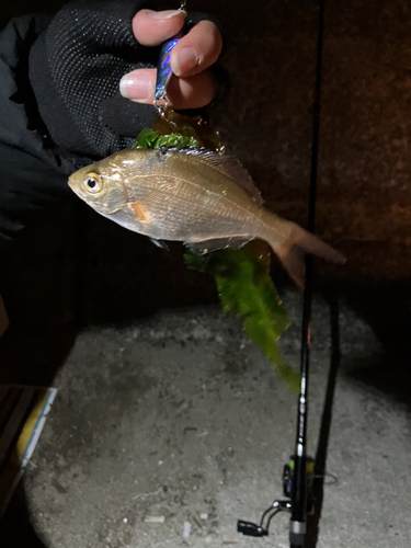 ウミタナゴの釣果