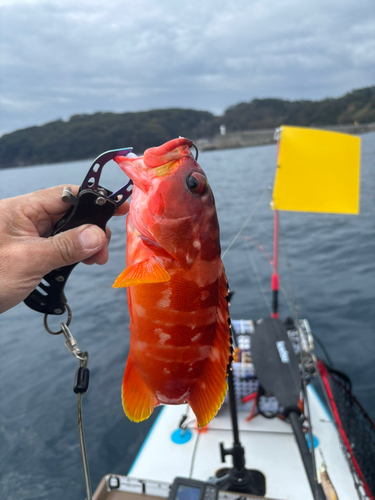 アカハタの釣果