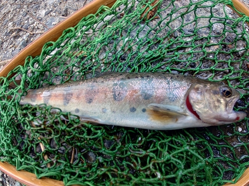 ヤマメの釣果